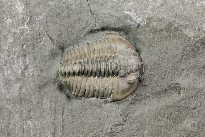Small, Flexicalymene Trilobite Fossil In Shale - Ohio #67667